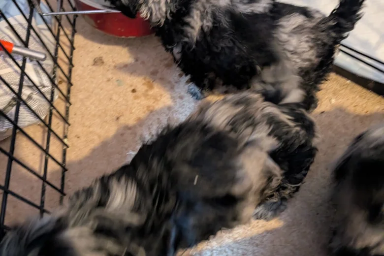 Cockapoo