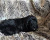 Cockapoo