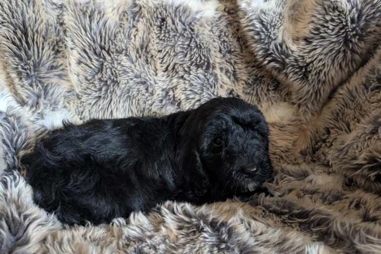 Cockapoo
