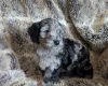 Cockapoo