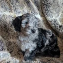 Cockapoo