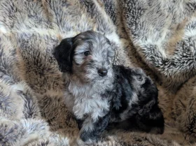Cockapoo