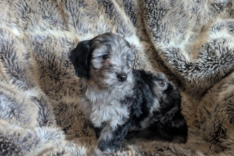 Cockapoo