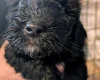 Cockapoo