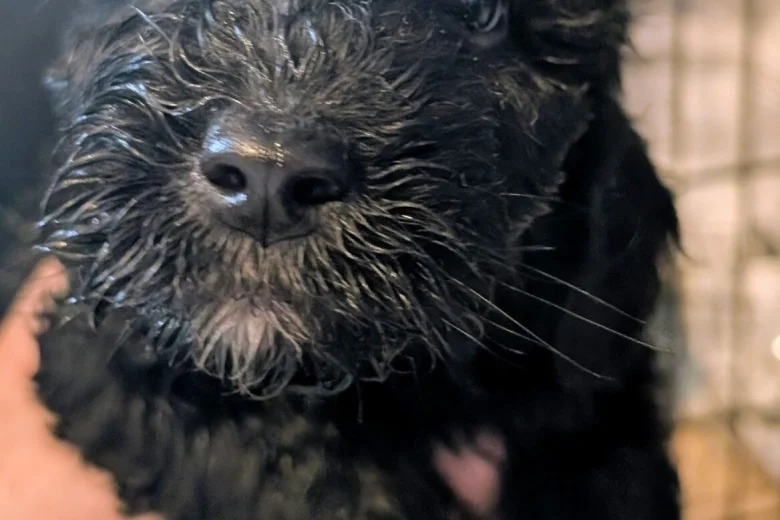 Cockapoo