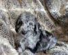 Cockapoo