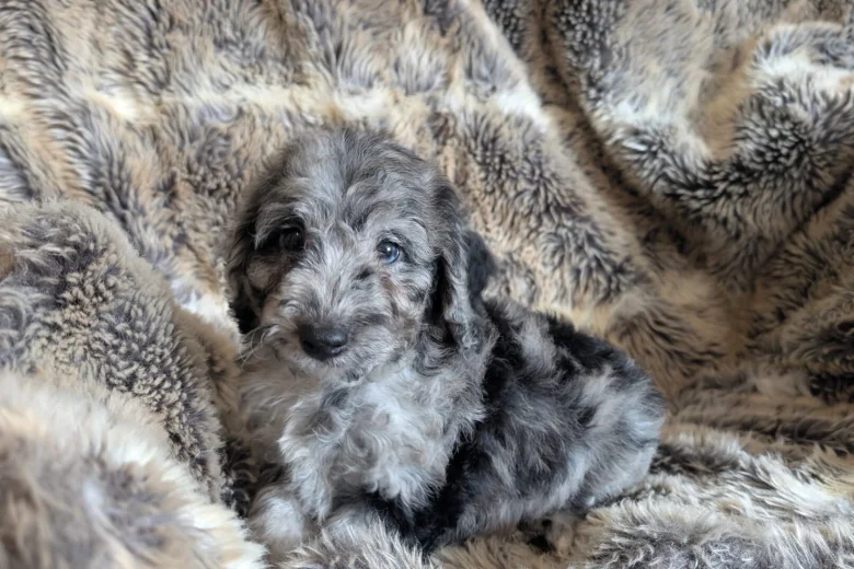 Cockapoo