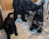 Cockapoo