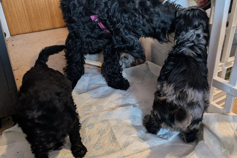 Cockapoo
