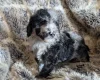 Cockapoo