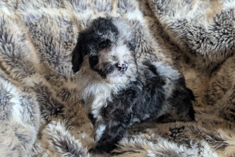 Cockapoo