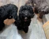 Cockapoo