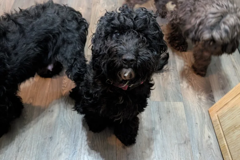 Cockapoo