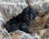 Cockapoo