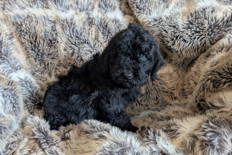 Cockapoo
