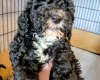 Cockapoo