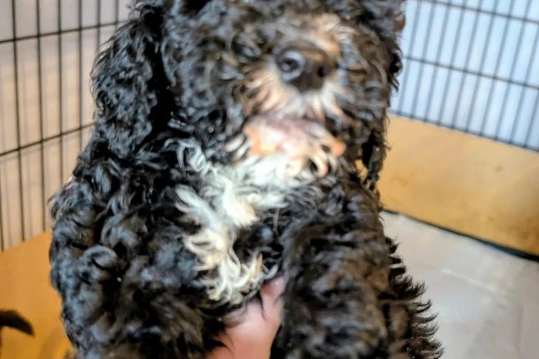 Cockapoo