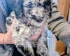 Cockapoo