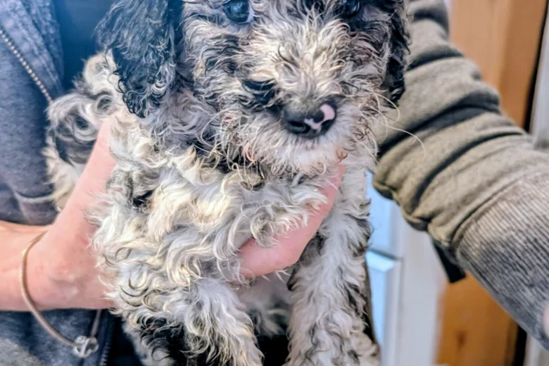 Cockapoo