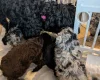 Cockapoo