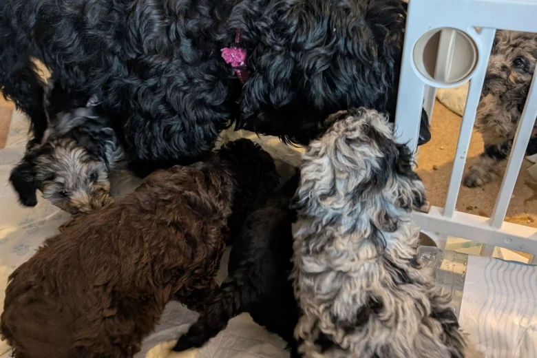 Cockapoo