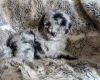 Cockapoo