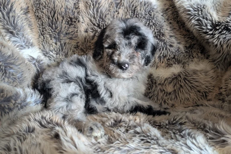 Cockapoo