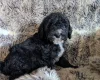 Cockapoo