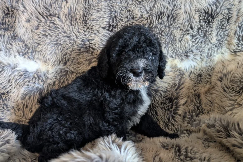 Cockapoo