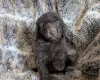 Cockapoo