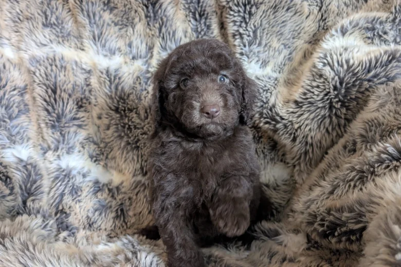 Cockapoo