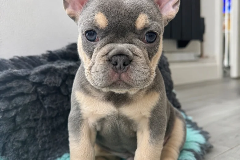 French Bulldog