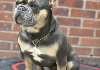 Stud
