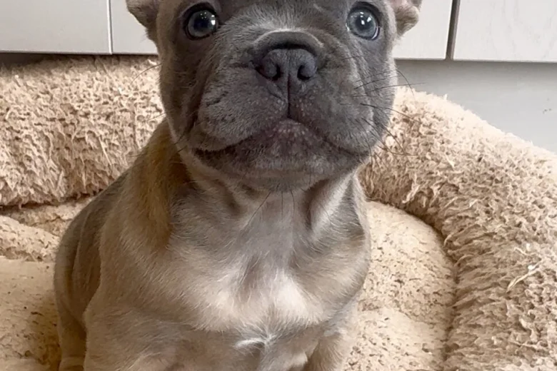 French Bulldog