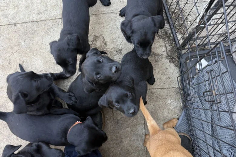 Labrador Retriever