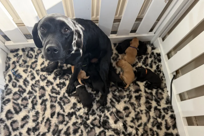 Labrador Retriever