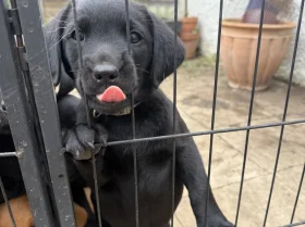 Labrador Retriever