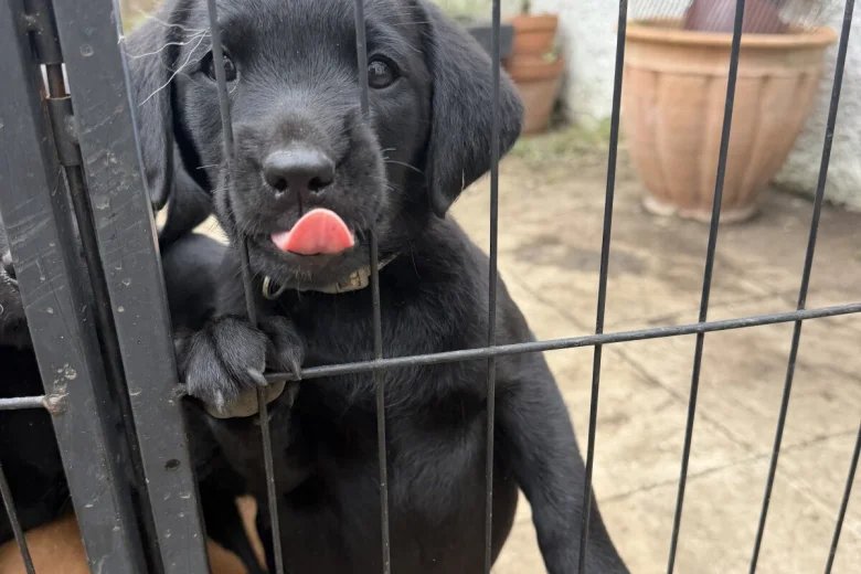 Labrador Retriever
