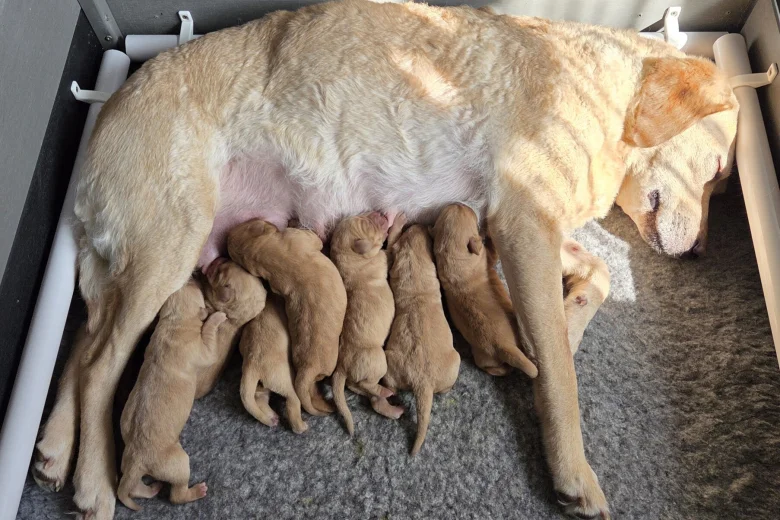 Labrador Retriever