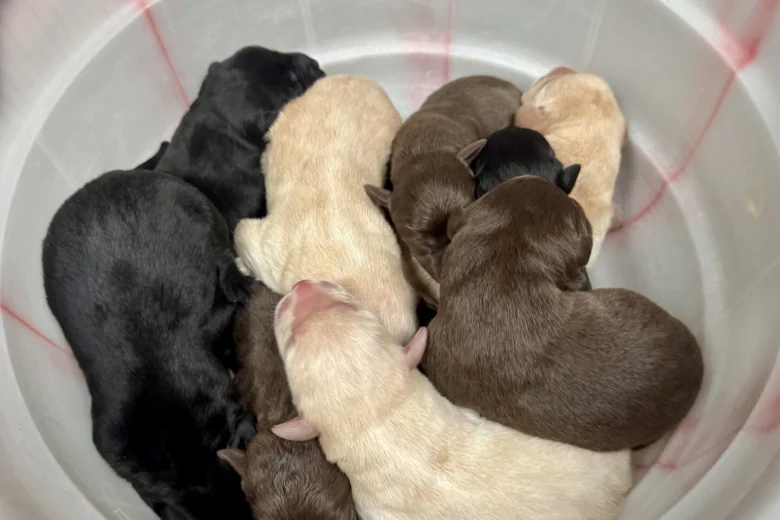 Labrador Retriever