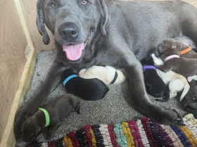 Labrador Retriever