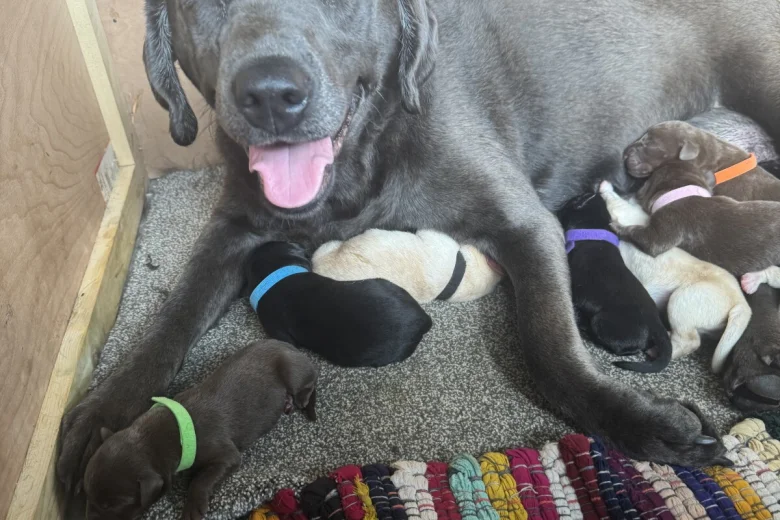 Labrador Retriever