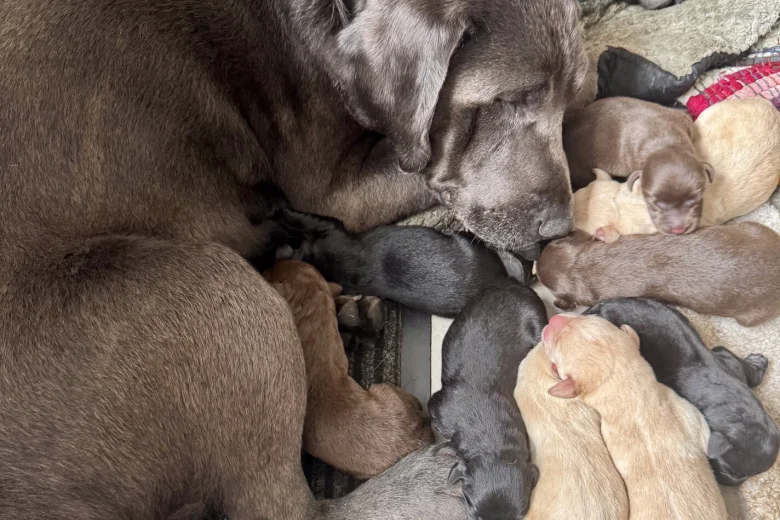 Labrador Retriever