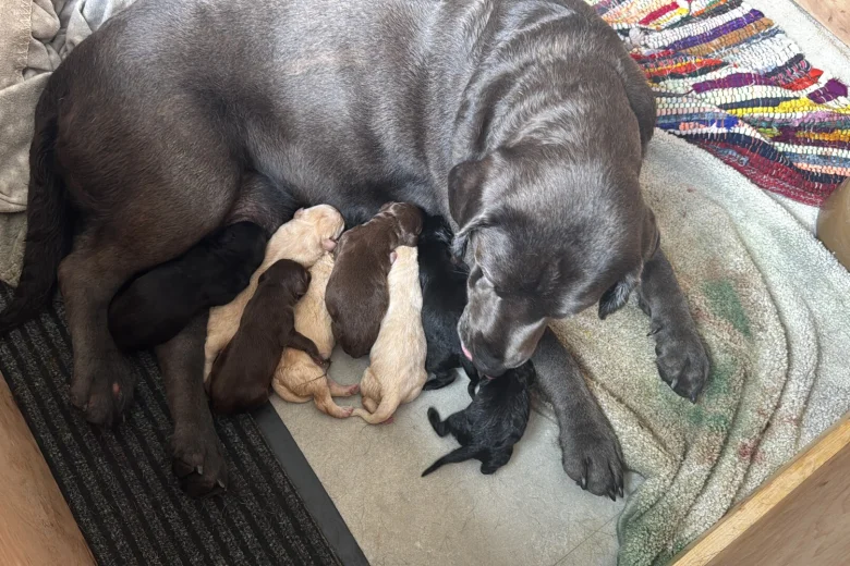 Labrador Retriever