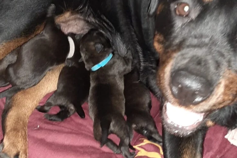 Rottweiler