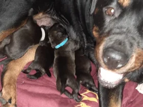 Rottweiler