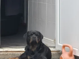 Rottweiler