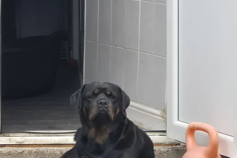 Rottweiler