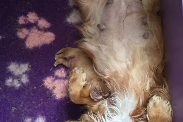 Cavalier King Charles Spaniel