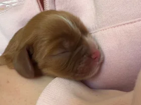Cavalier King Charles Spaniel